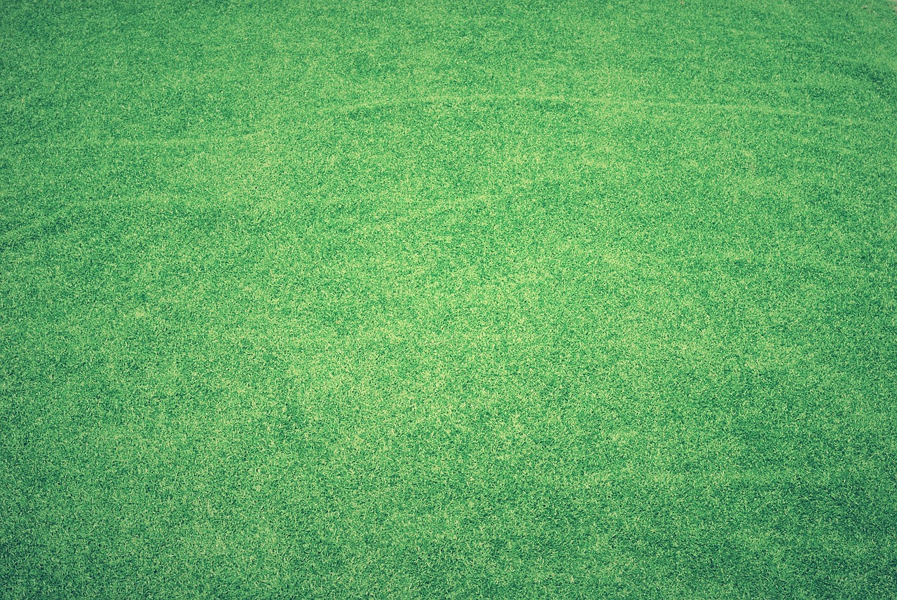 Turf farm field of warm-season grass grown for the San Diego climate